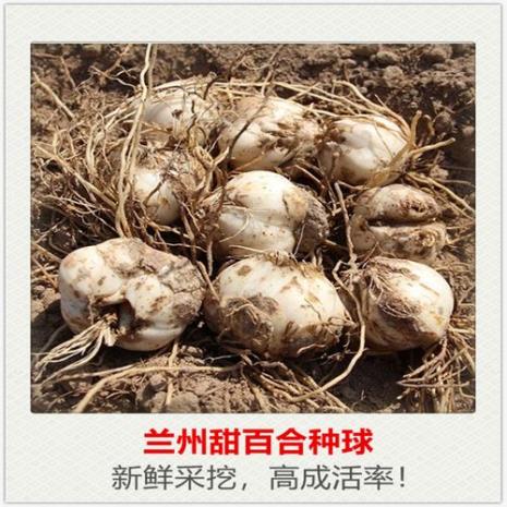 兰州百合是几月份生产的
