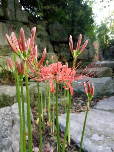 石蒜一年四季会开两次花吗
