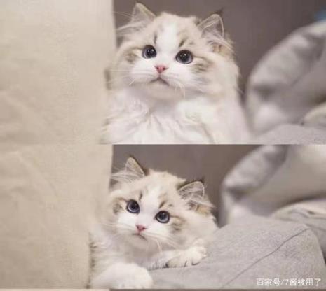 猫猫妹妹什么梗