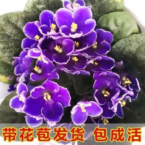 芷草是什么植物
