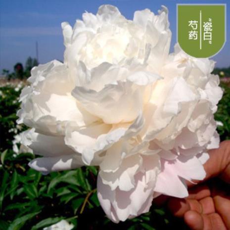 与芍药对仗的植物