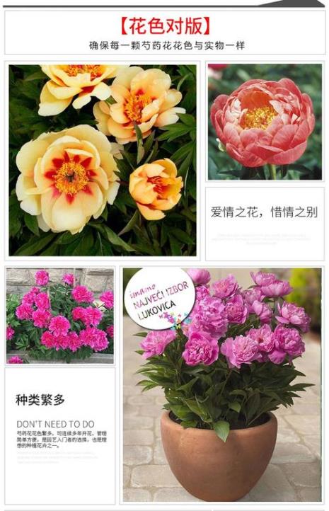 芍药四季开花的品种