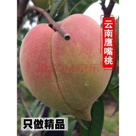 鹰嘴妃名字的由来