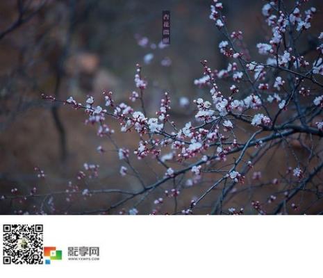 花落红尘是什么意思