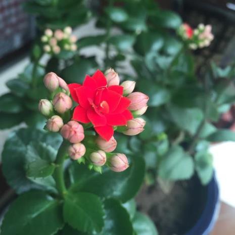 花草之美养花之乐的理解