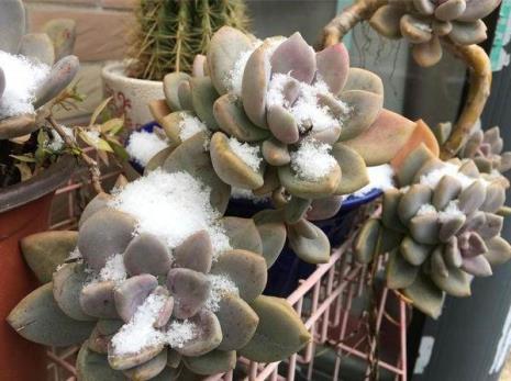 兰寿能耐多少度的低温