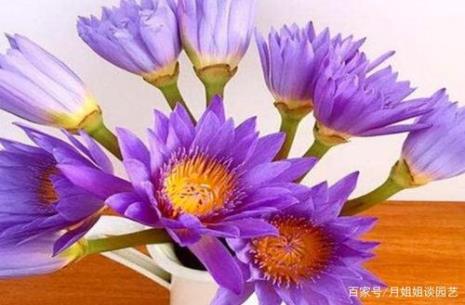 睡莲花瓶里怎么水养