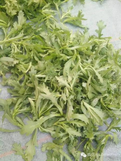 鹅菜是长什么样子的