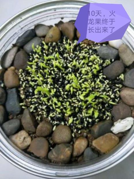 火龙果的种子晾晒多久能播种