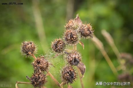 什么植物像牛