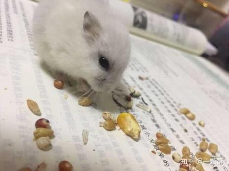 仓鼠的食物吃生的还是熟的