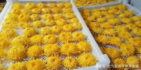 金盏菊和金丝皇菊哪个好