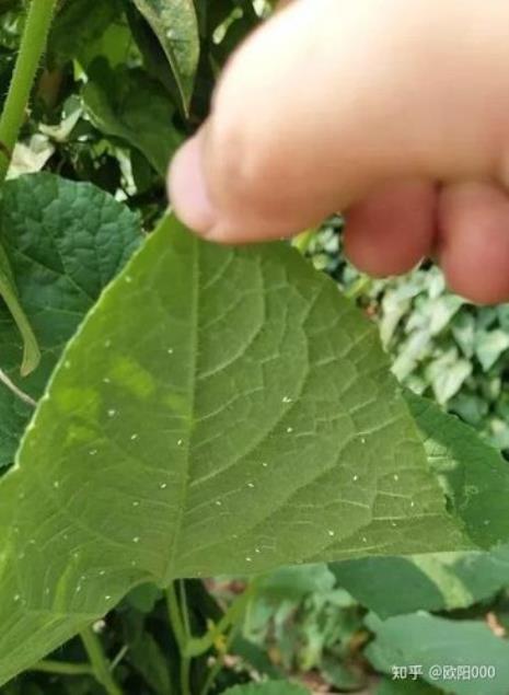 花树上的虱子怎么治