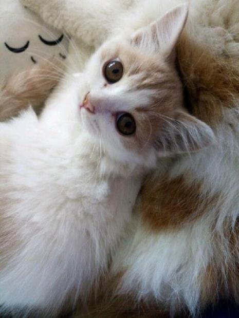 三个半月猫多重
