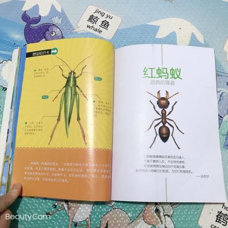昆虫记第二话写了什么昆虫
