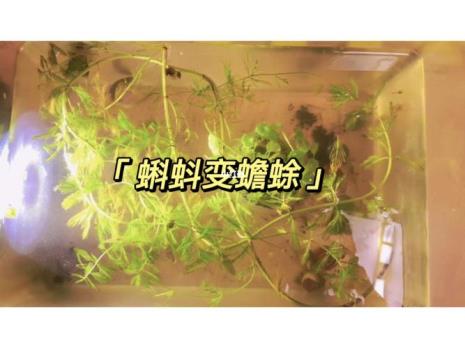 超级蝌蚪怎么形成的