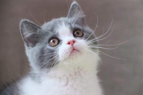 3岁的猫有几岁的智商