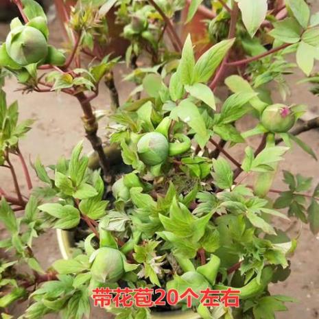 牡丹花掉花苞是什么原因