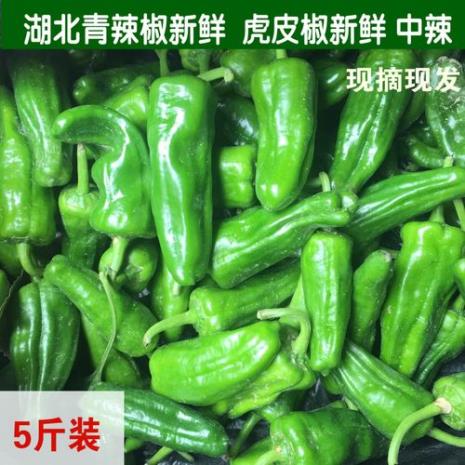 怎么种虎皮椒