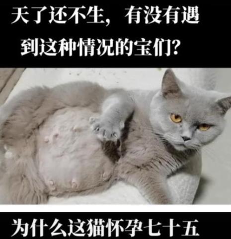 猫多久可以怀孕