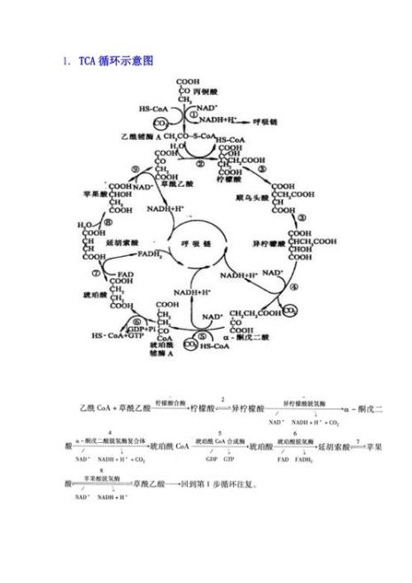 脱羧酶的意义