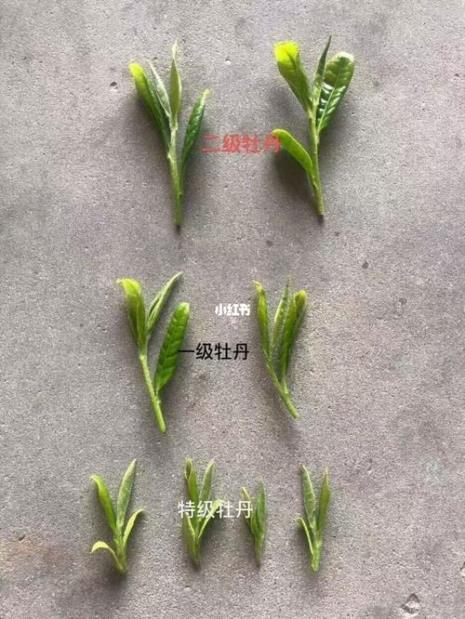 新牡丹王的特点及口感