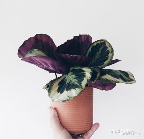 天使竹芋寓意