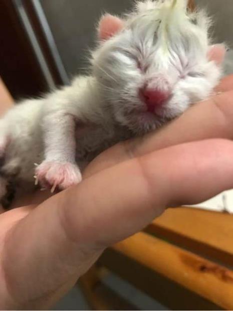猫会怀人的孩子吗
