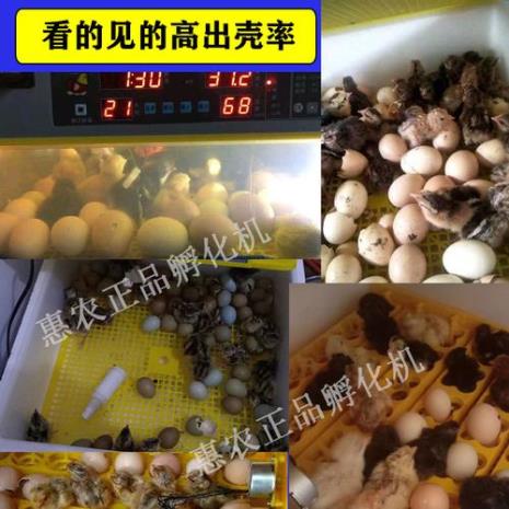 鸡蛋孵化成小鸡需要25天时间对吗
