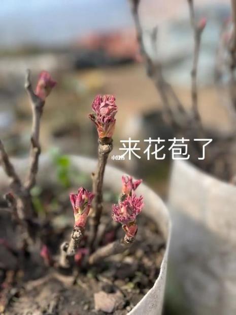 牡丹花有花苞不开花怎么修剪
