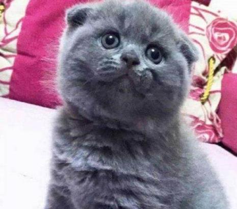 蓝猫适合孩子养吗