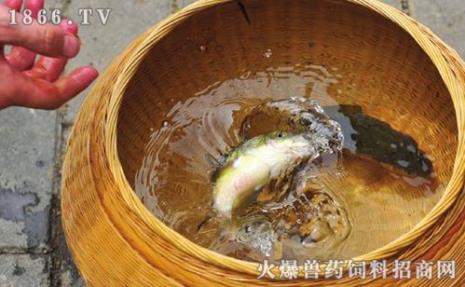 养鱼喂什么最好吃
