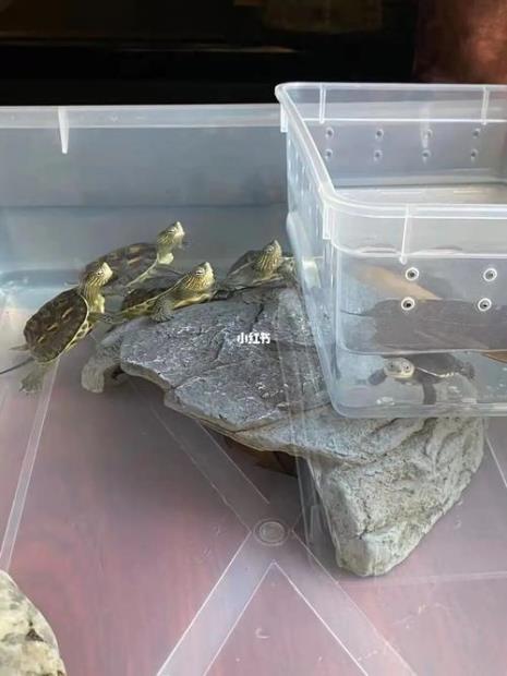 辣椒蟹和乌龟可以混养