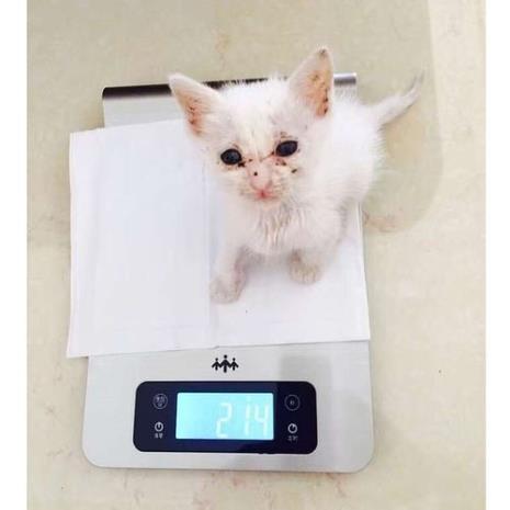小猫正常体重
