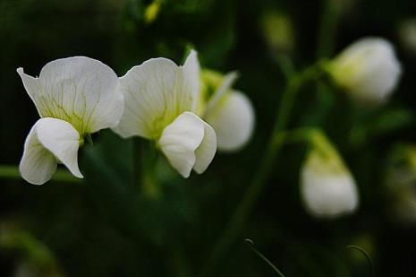 豌豆大的花的由来