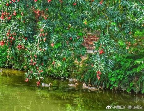 不知荔枝何处来全诗