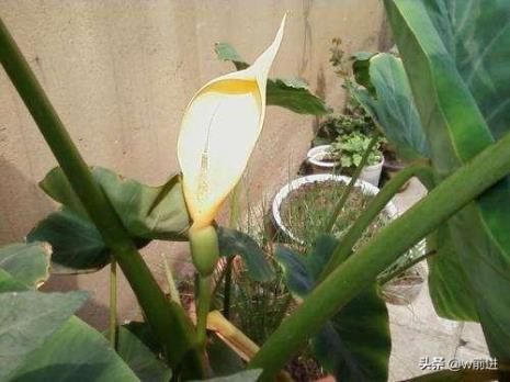 芋头开花怎么处理