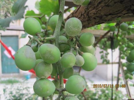 葡萄枝上有虫子还能吃吗