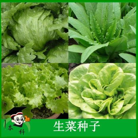 玻璃菜怎么种出苗快