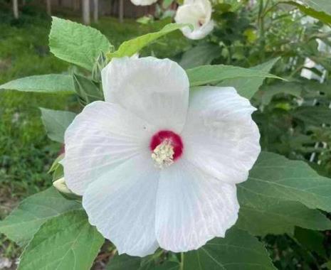 芙蓉葵什么季节结果