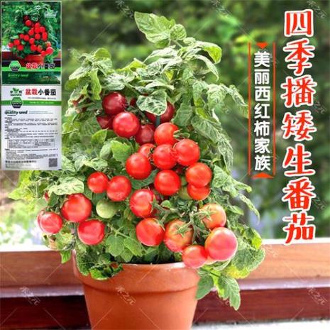 黑钻石樱桃番茄几月栽