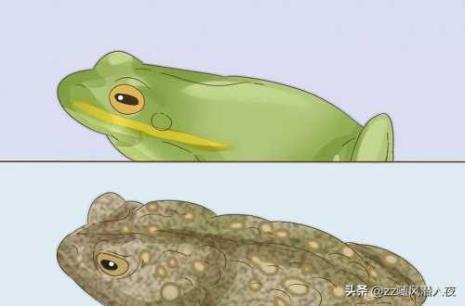 青蛙与蛤蟆的叫声区别