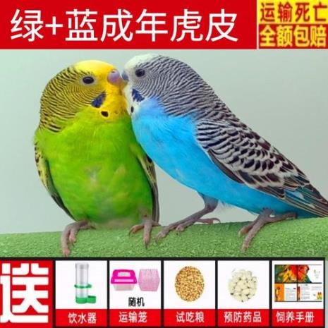 到家繁殖的鹦鹉好吗