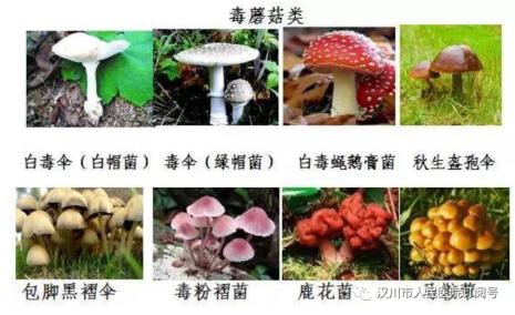 北方毒蘑菇有哪些