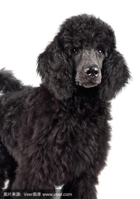 黑色卷毛贵宾犬一般多少钱