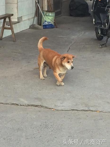 最小的中华田园犬聪明吗