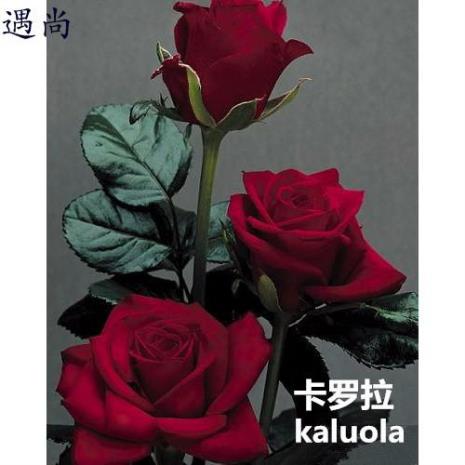 切月季是什么意思