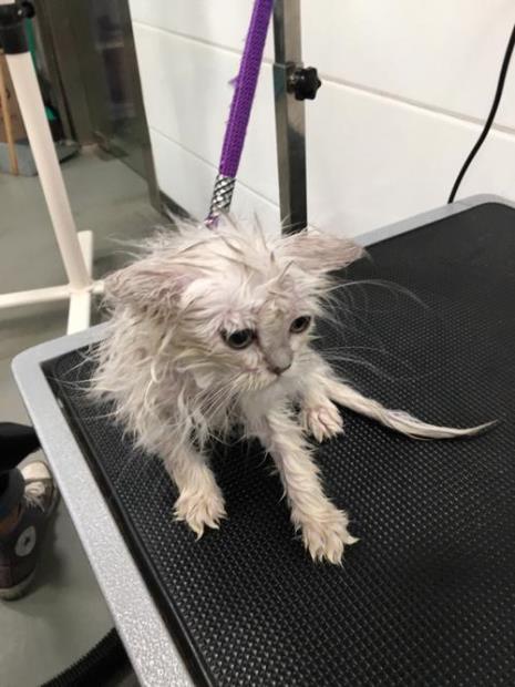 赛级猫多久洗一次澡
