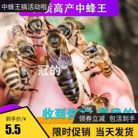 红环王中蜂优点和缺点