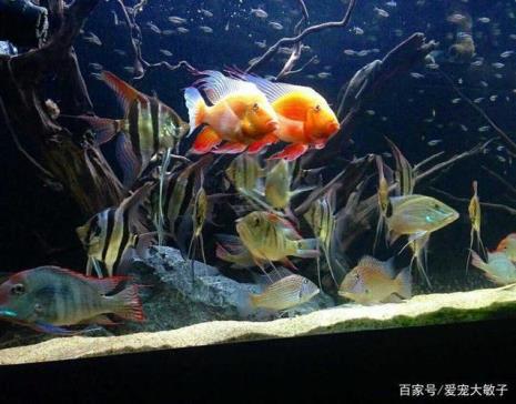 鱼缸什么鱼好养寿命长